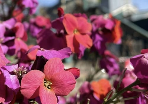 The Ultimate Guide to Gift Shops in Eugene, Oregon: Discover Unique Souvenirs